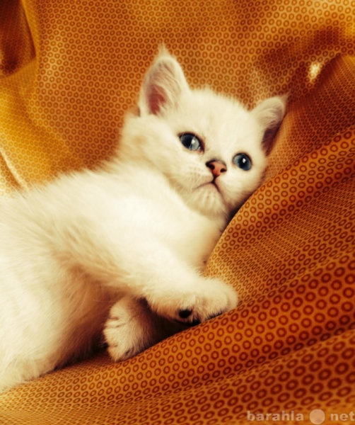 Продам: Котенок британской серебристой шиншиллы