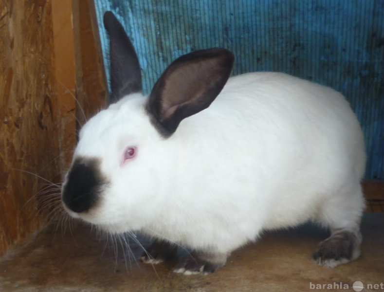 Продам: Калифорнийский кролик  самец