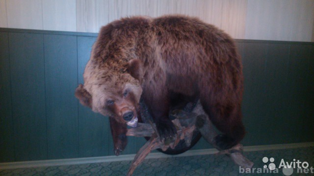 Продам: чучело медведя