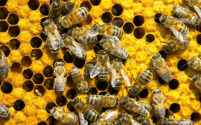 Продам: Пчелосемьи (пчелы)
