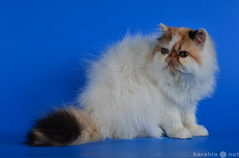 Продам: Котята персы и экзоты