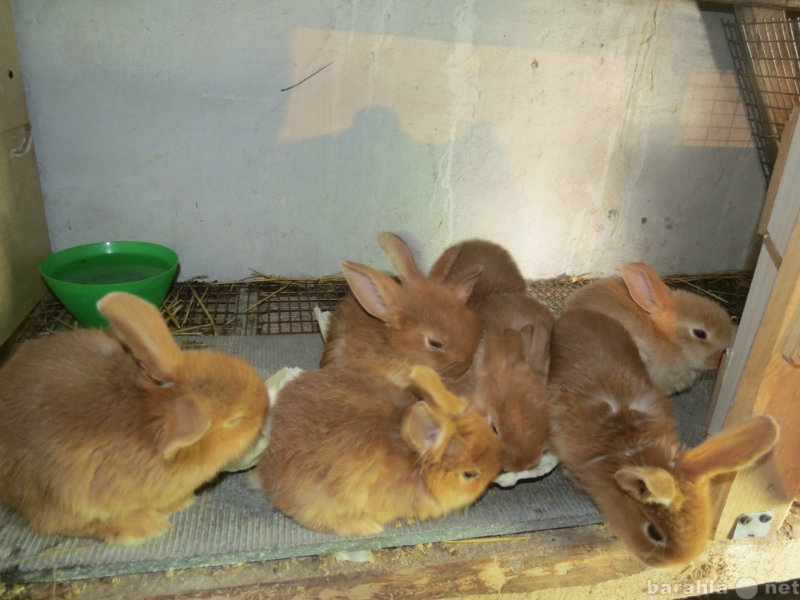 Продам: Кролики новозеланские красные