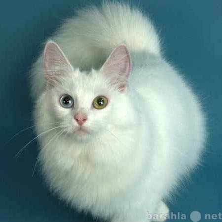 Отдам даром: Кошка (кот) белая с разными глазами