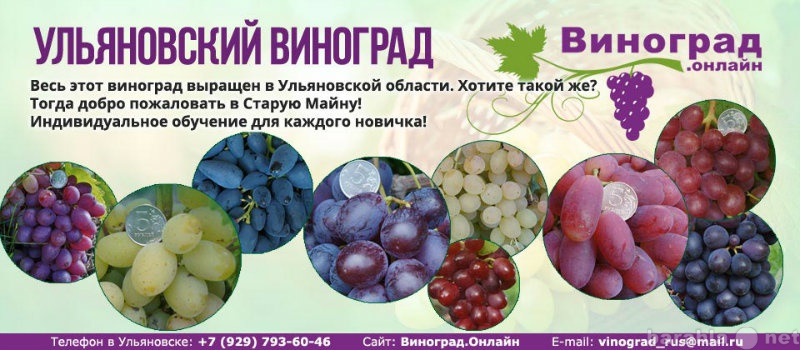 Продам: Саженцы элитных сортов неукрывного виног
