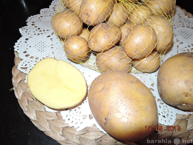 Зекура картофель характеристика. Семенной картофель Зекура. Сорт картофеля Зекура. Картофель семенной Зекура фото. Сорт Зекура картофель характеристика.