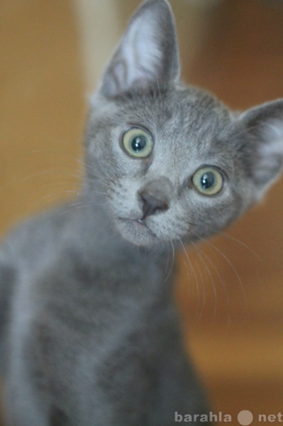 Продам: Котята русской голубой кошки