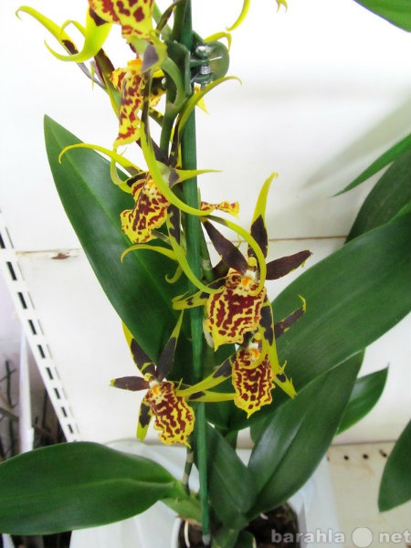 Продам: Орхидея Камбрия
