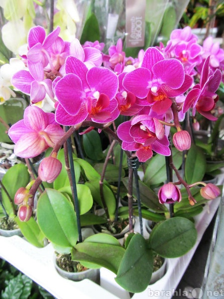 Продам: Орхидеи фаленопсис мини