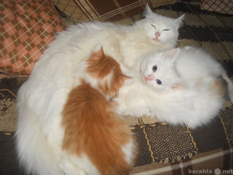 Продам: Ангорской кошки и Сибирского кота котята