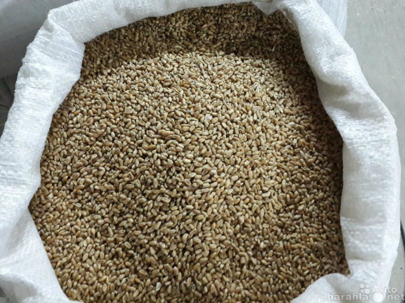 Продам: Пшеница (зерно)