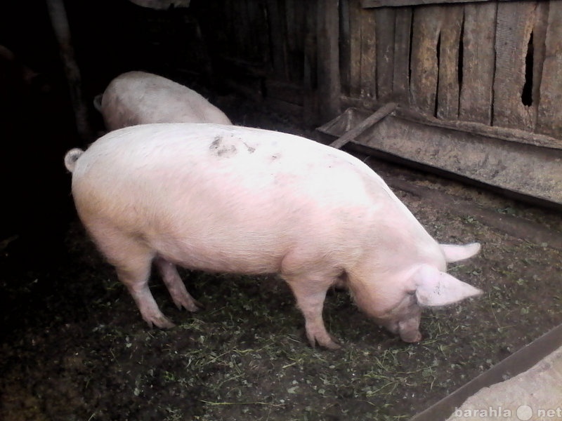 Продам: Свиньи живым весом