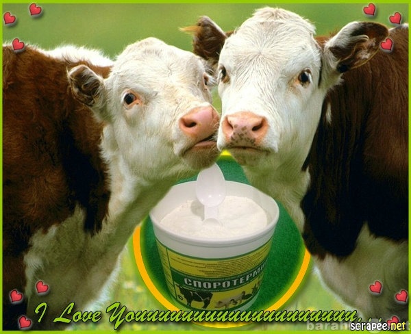 Продам: Споровый пробиотик  для телят,коров