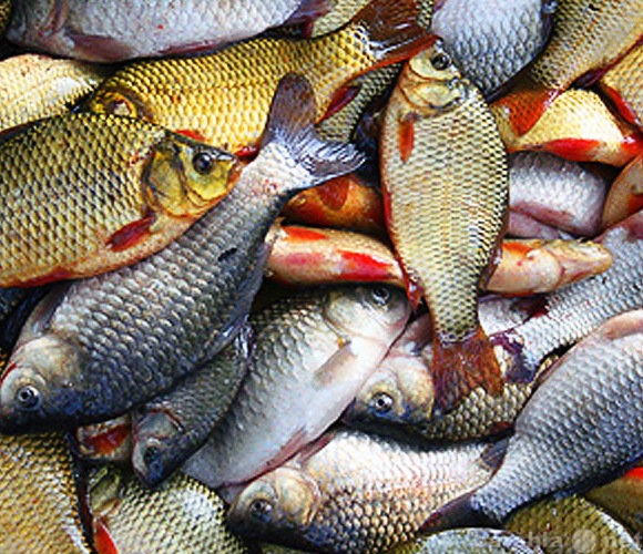 Продам: Свежемороженая Астраханская рыба