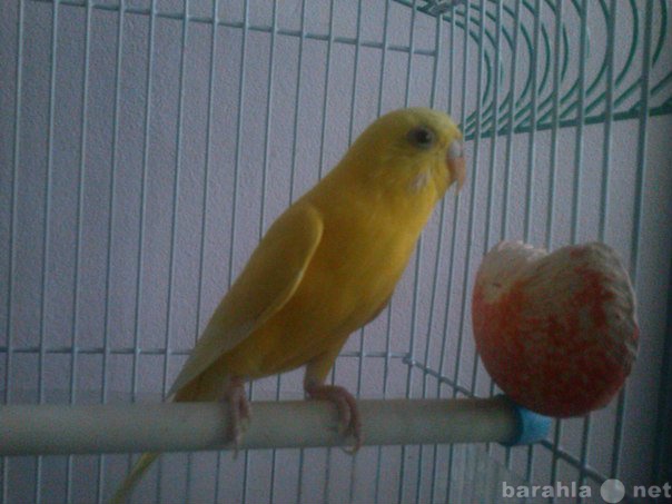 Продам: Желтый волнистый попугай и клетка