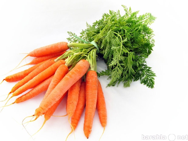 Продам: Крупная и сочная морковь