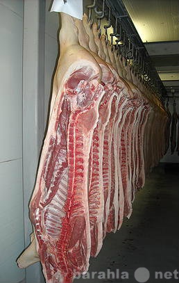 Продам: Мясо Свинина охл. п/т ГОСТ 1-2 кат оптом