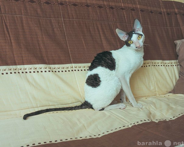 Продам: Необычный кот Пиат