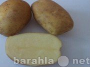Продам: Семенной картофель для второго урожая