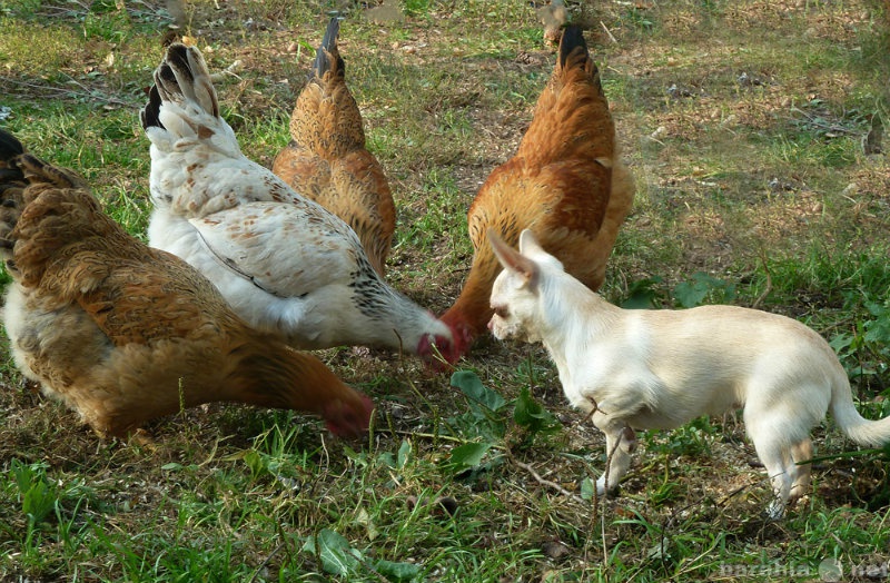 Продам: Яйца домашних кур