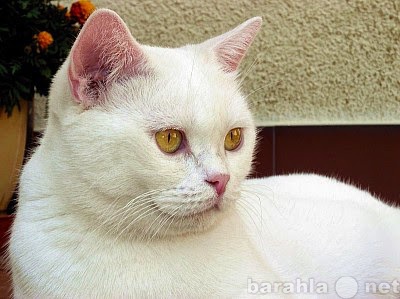 Продам: котенок с необычным хвостиком белый комо