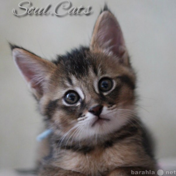 Продам: Чаузи F1 от питомника Soul Cats