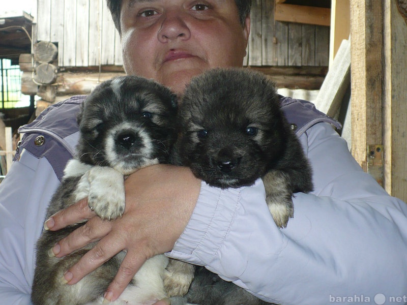 Кавказские щенки с родителями. Купить собаку в Нижнем. Купить собаку в Нижнем Тагиле. Себуина продажа щенков в Нижнем Тагиле. Собаки куплю тагил