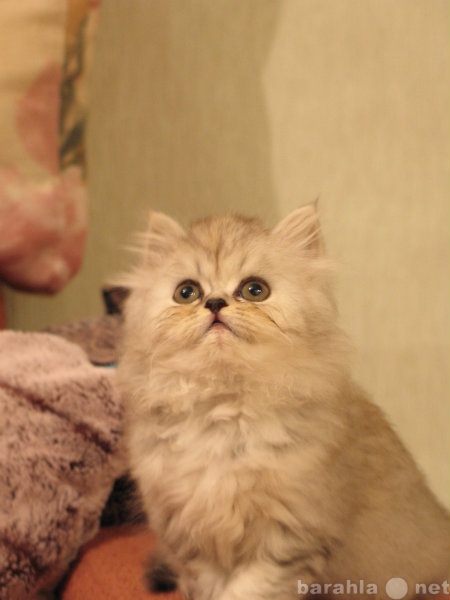Продам: Персидский котенок шиншила