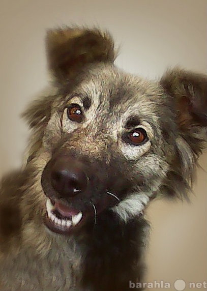 Отдам даром: Симпатичная и веселая собака Жужа в дар.