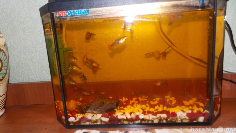Продам: аквариум с рыбками