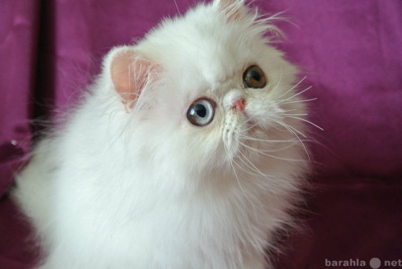 Продам: Очаровательные персидские котята