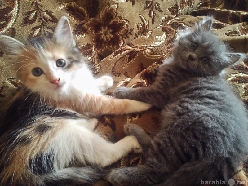 Отдам даром: Двух очаровательных котят