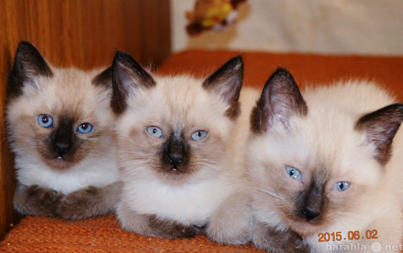 Продам: Сиамские (тайские) котята