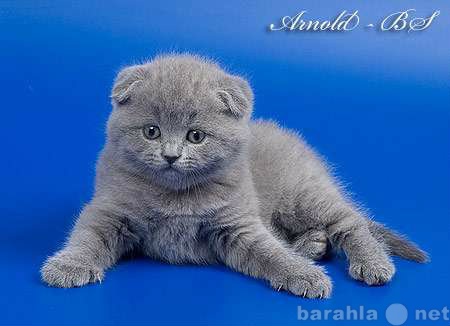 Продам: Шотландские голубые котята