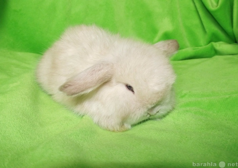 К чему снится кролик живой. Карликовые кролики декоративные спят. Сонный кролик.