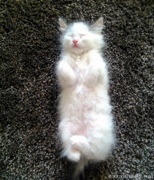 Отдам даром: Пушистый белый котенок-мальчик в дар!