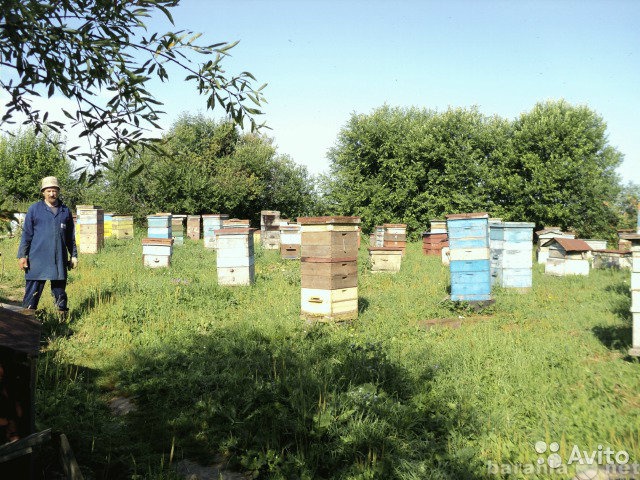 Продам: Пчелы