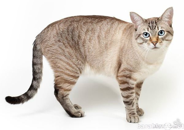 Отдам даром: Кот тайский