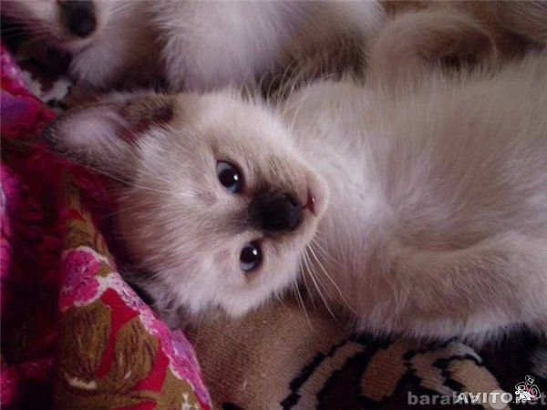Продам: красивые сиамские котята