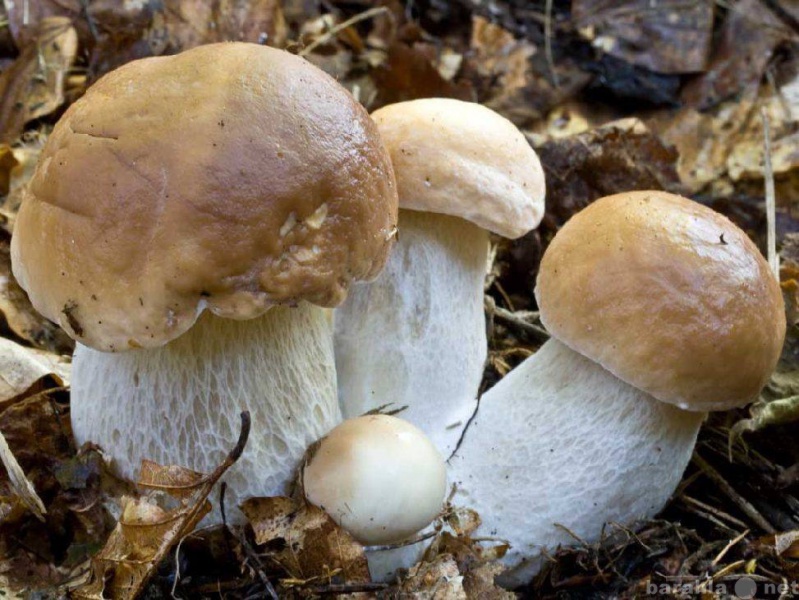 Продам: Мицелий (семена) грибов. Разные виды.