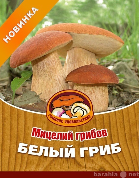 Продам: Мицелий (семена) белого гриба для песчан