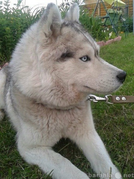 Продам: Собака Сибирская хаска