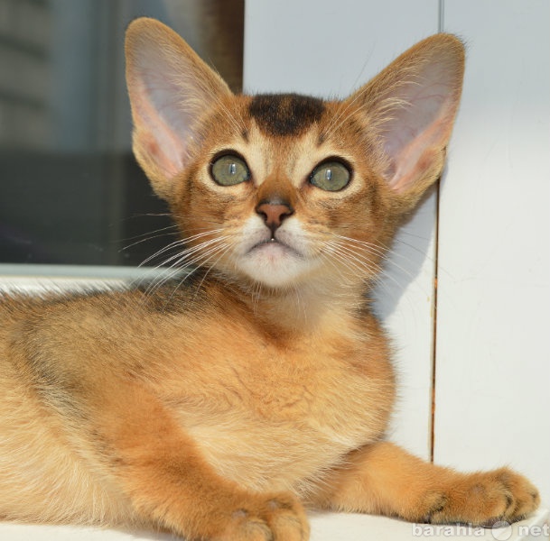 Продам: Абиссинские и бенгальские котята
