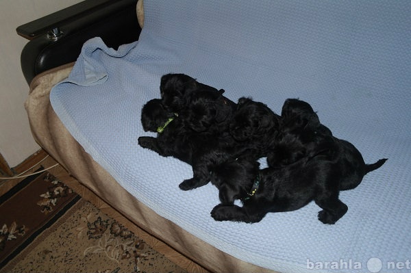 Продам: замечательные щенки черного цвергшнауцер