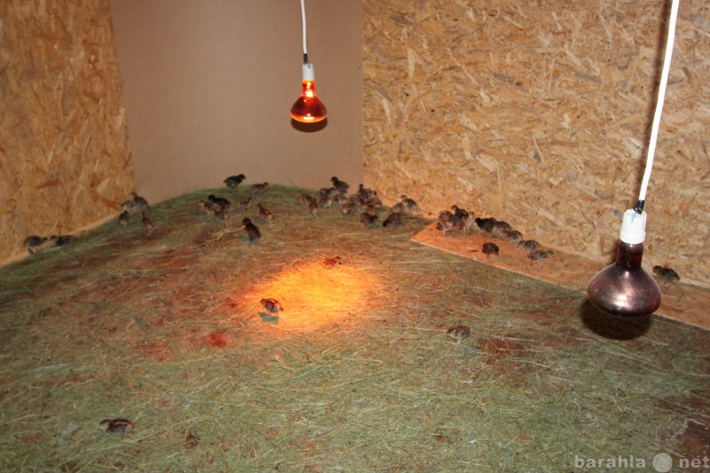 Продам: Цыплят фазана (охотничиго и румынского