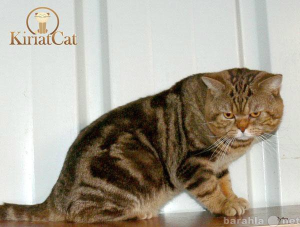 Продам: британский кот для вязки