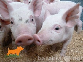 Продам: порода свиней