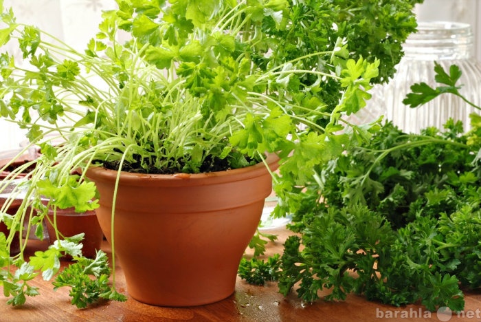 Продам: Зелень для выращивания на балконе