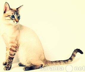 Продам: Чистокровные тайские котята