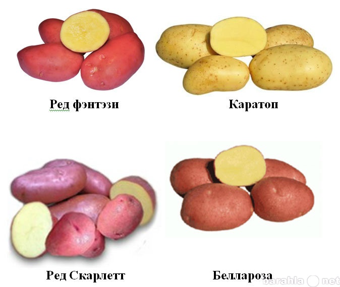 Продам: Картофель урожай 2015г. в г.Брянске