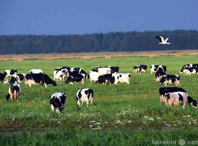 Продам: Коровы и быки в Брянской области